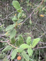Vangueria dryadum