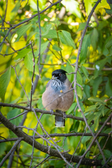 Garrulus lanceolatus