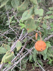 Vangueria dryadum