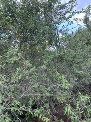 Vangueria dryadum