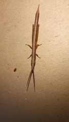 Betiscoides