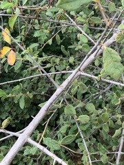 Vangueria dryadum