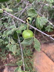 Vangueria dryadum