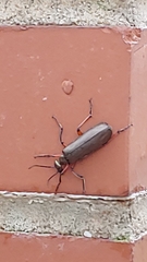 Pomphopoea