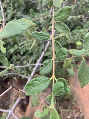 Vangueria dryadum