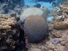 Image of Platygyra daedalea