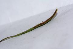 Notogrammitis ciliata