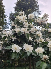 Magnolia maudiae