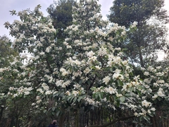 Magnolia maudiae