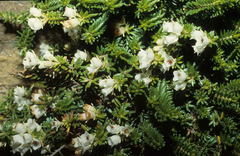 Erica depressa