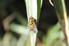 Syrphus ribesii