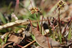 Luzula capitata
