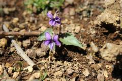 Viola inconspicua nagasakiensis