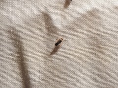 Nysius simulans