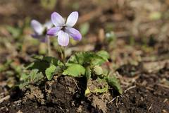Viola japonica