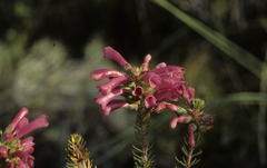 Erica abietina