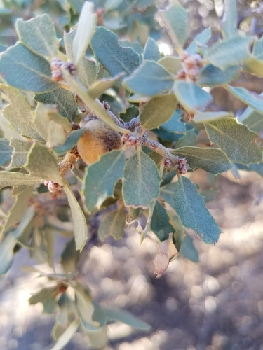 iNaturalist observation photo of Muller's oak