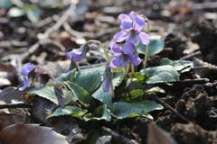 Viola japonica