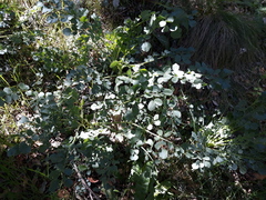 Pimpinella villosa
