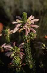 Erica abietina