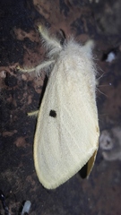 Euproctis lunata