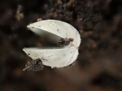 Sphaerium occidentale