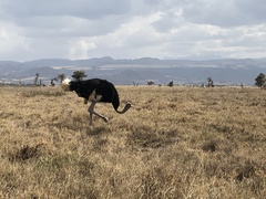 Struthio molybdophanes