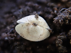 Sphaerium occidentale