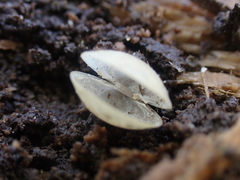 Sphaerium occidentale