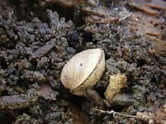 Sphaerium occidentale