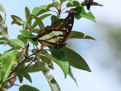 Polyura zoolina