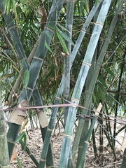 Dendrocalamus giganteus