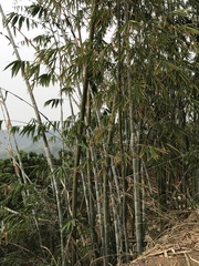 Dendrocalamus giganteus