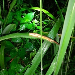 Takydromus sexlineatus