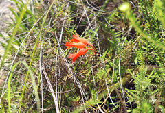 Cyrtanthus staadensis