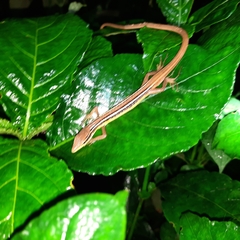 Takydromus sexlineatus