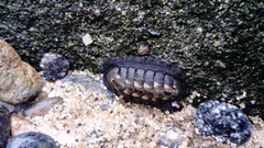 Chiton granosus