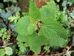 Lamium album