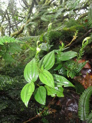 Psilochilus modestus