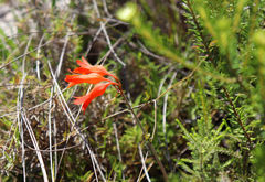 Cyrtanthus staadensis