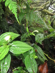 Psilochilus modestus