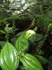 Psilochilus modestus