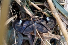 Ithomia agnosia