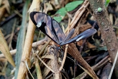 Ithomia agnosia