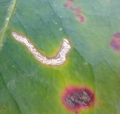 Acericecis ocellaris