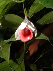 Sobralia helleri