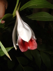 Sobralia helleri