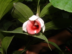 Sobralia helleri