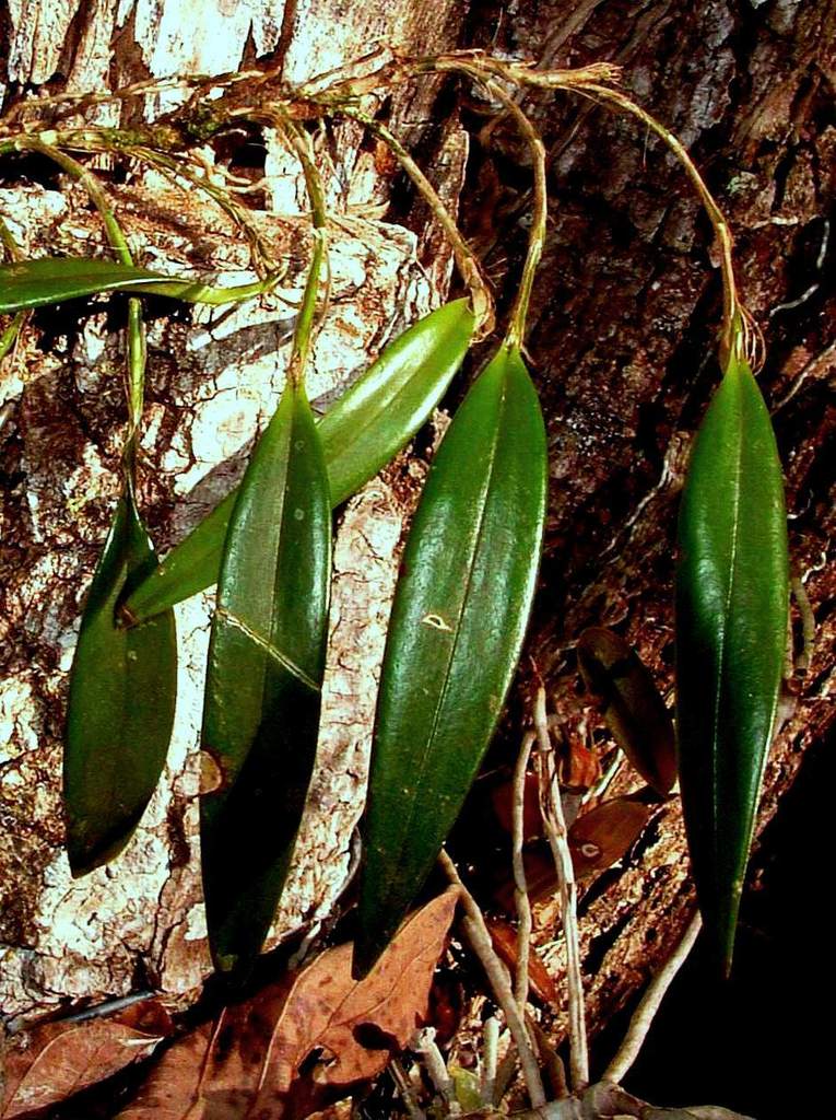 Octomeria graminifolia