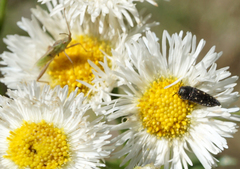 Acmaeodera tubulus